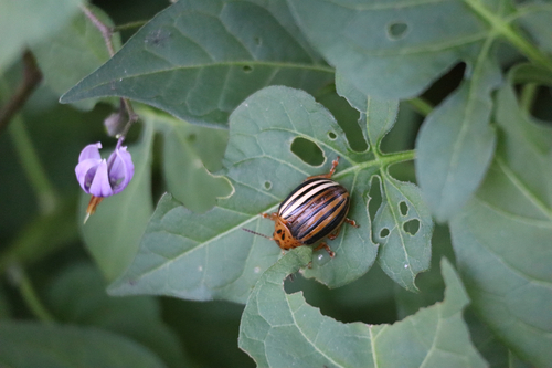 False Potato Beetle