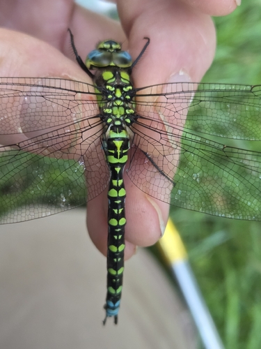 Southern Hawker