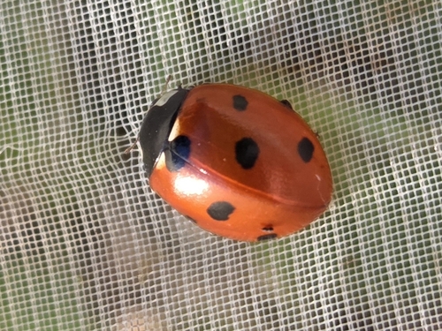 Seven-spotted Lady Beetle