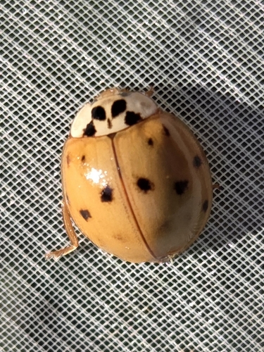 Asian Lady Beetle