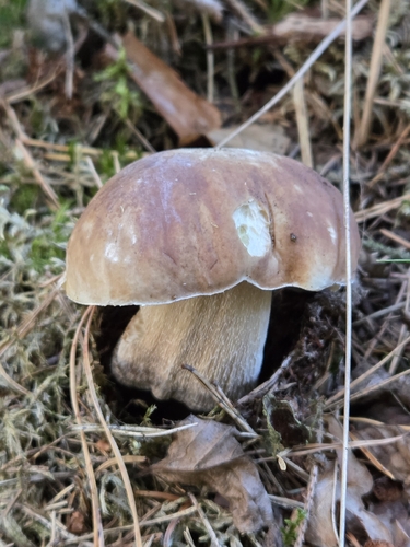 King Bolete