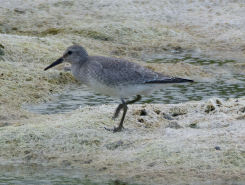 Red Knot