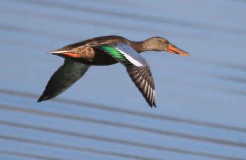 Northern Shoveler
