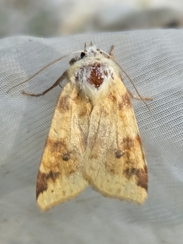 The Sallow