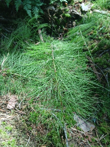 wood horsetail