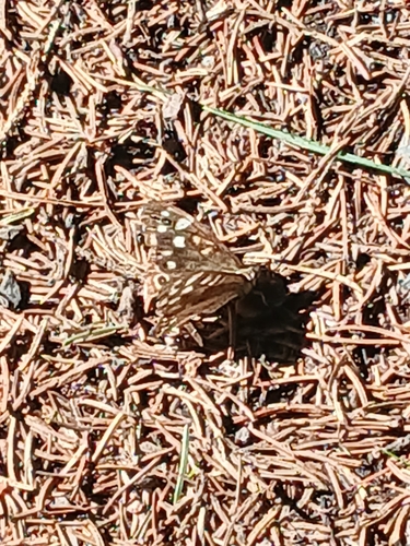 Speckled Wood