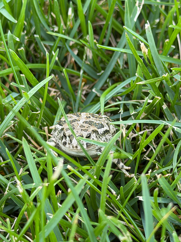 Great Plains Toad