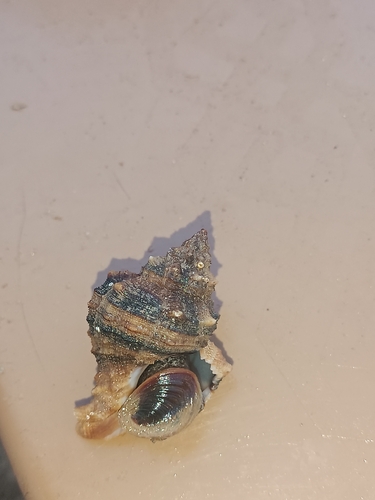Banded Dye-murex