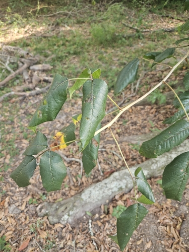 eastern poison ivy
