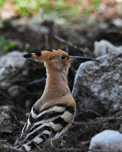 Common Hoopoe