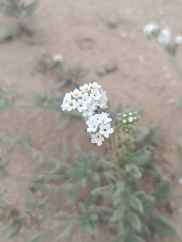Heliotropium crispum