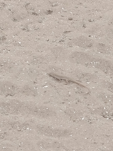 Acanthodactylus margaritae