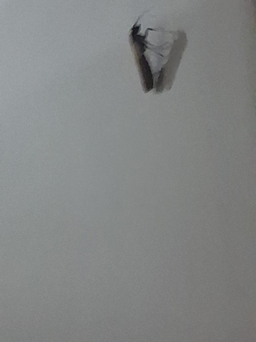 Indian-Meal Moth