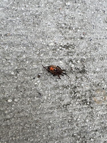 Brown Widow
