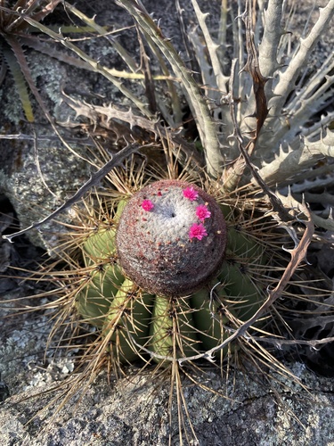 Melocactus ernestii