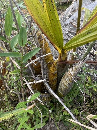 Cyrtopodium holstii