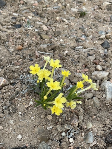 narrowleaf puccoon