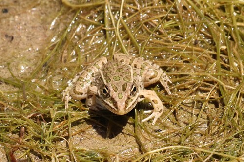 Plains Leopard Frog