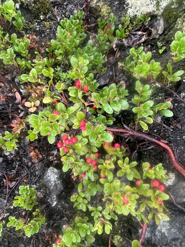 bearberry