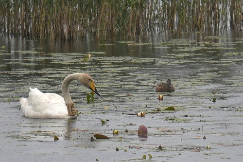 Whooper Swan
