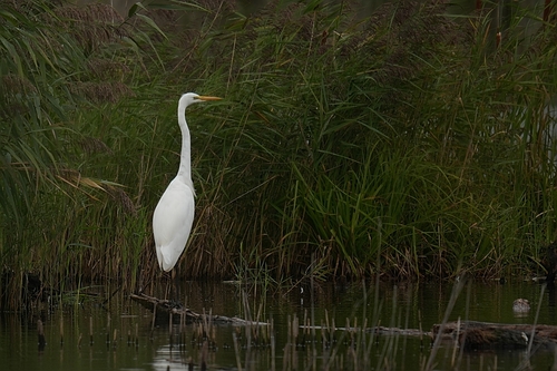 Great Egret