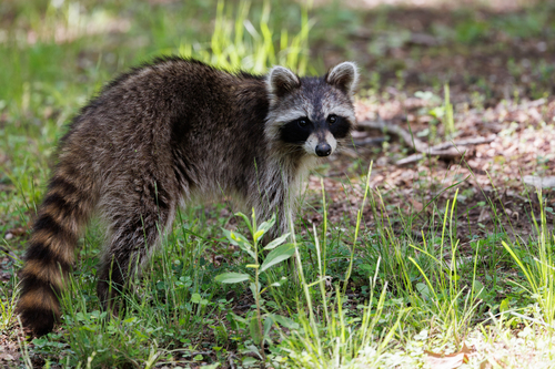 Common Raccoon