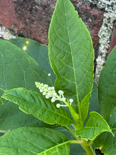 American pokeweed