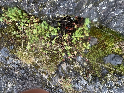 Pacific stonecrop