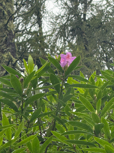 Pontic Rhododendron