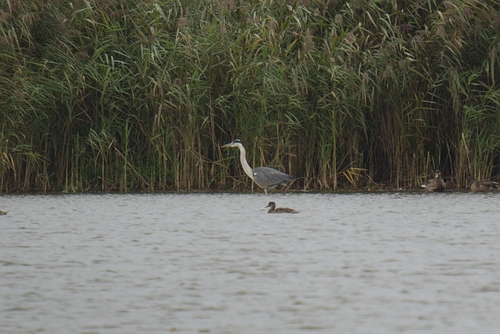 Grey Heron