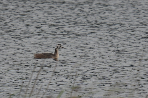 Great Crested Grebe
