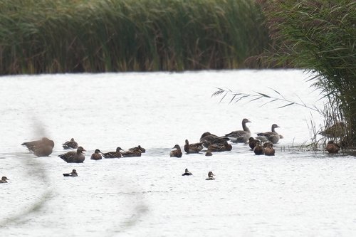 Greylag Goose