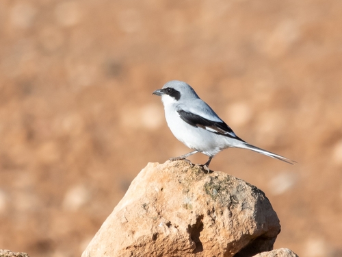 Great Gray Shrike