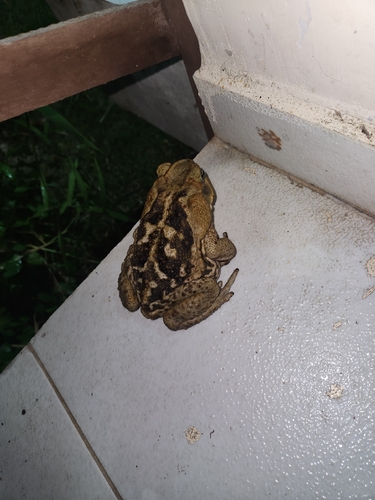 Cururu Toad