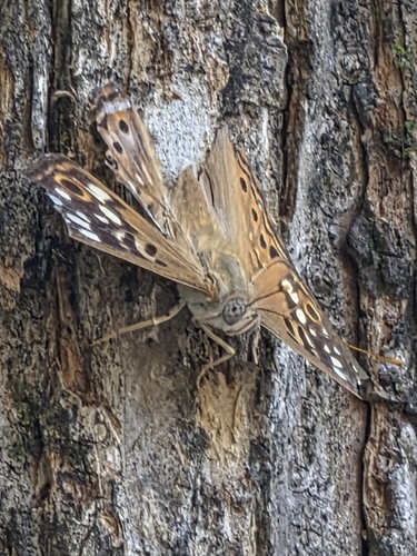 Hackberry Emperor
