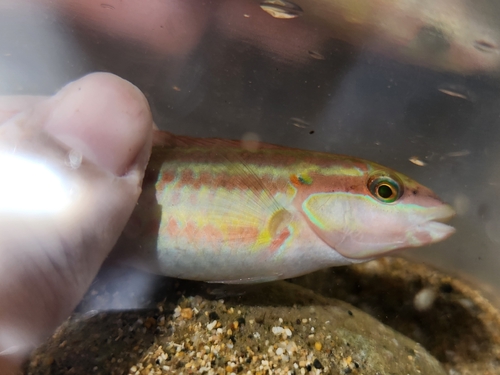 Slippery Dick
