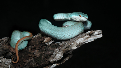 White-lipped Island Pitviper — seen at this dive site