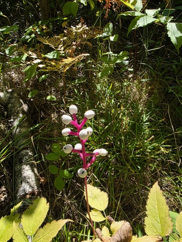 white baneberry