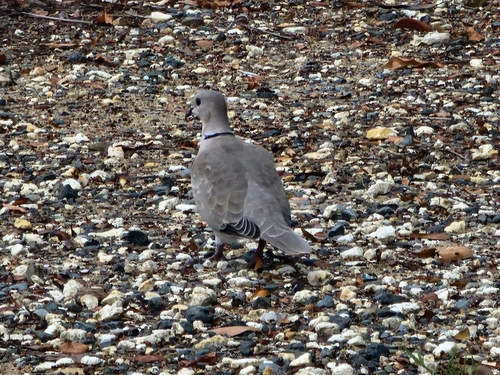 Eurasian Collared-Dove