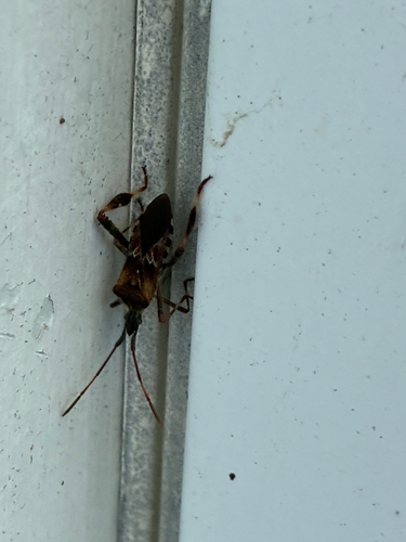 Western Conifer Seed Bug