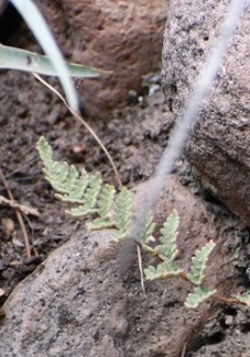 Eaton's Lipfern