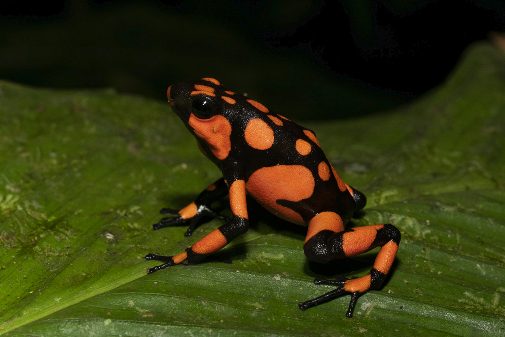 Strawberry Poison Dart Frog (Oophaga pumilio) · iNaturalist