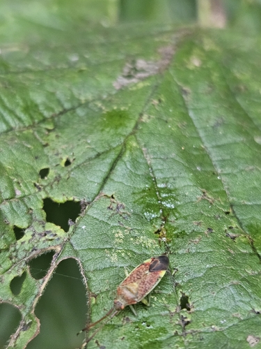 Hazel bug