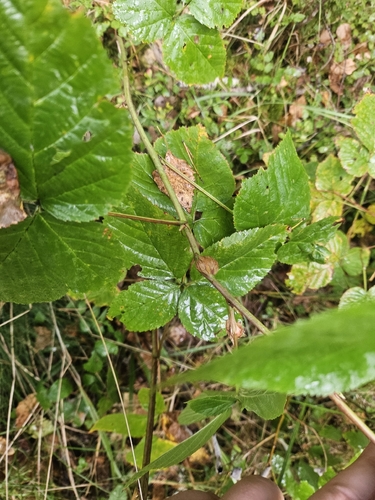 Raspberry gall midge