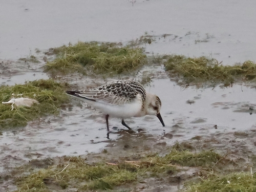 Sanderling