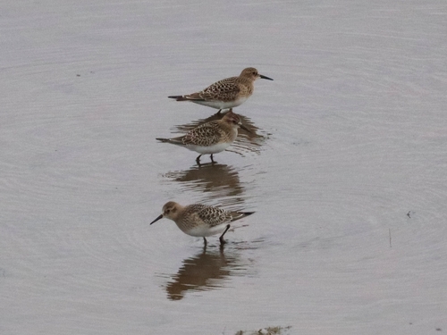 Baird's Sandpiper