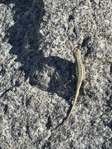 iNaturalist observation photo of Common Sagebrush Lizard