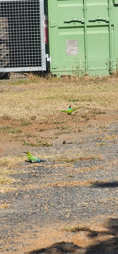 Rainbow Bee-eater
