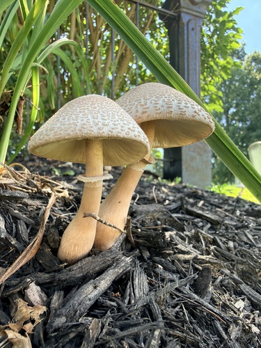 reddening lepiota