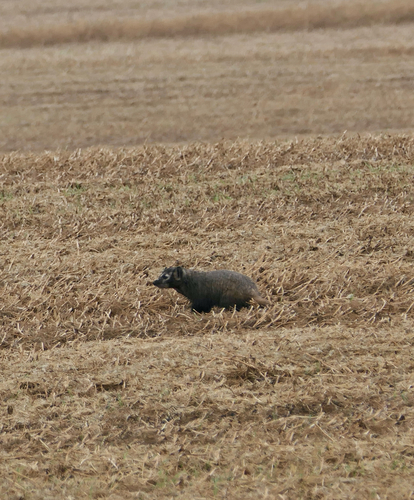American Badger